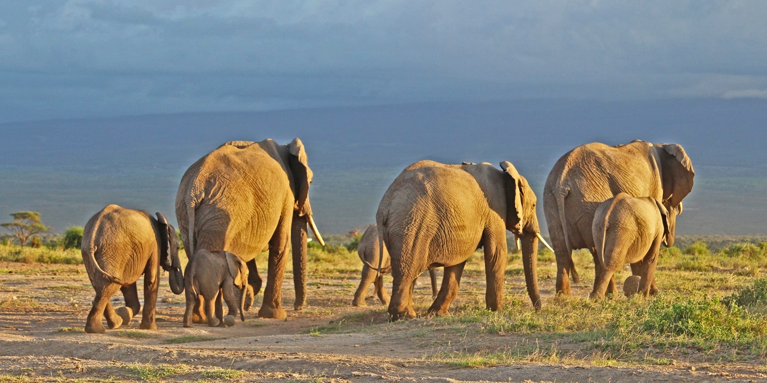 2 days fly-in Amboseli safari