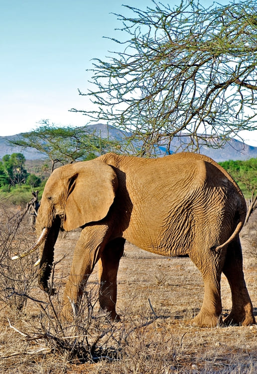 Amboseli Safari