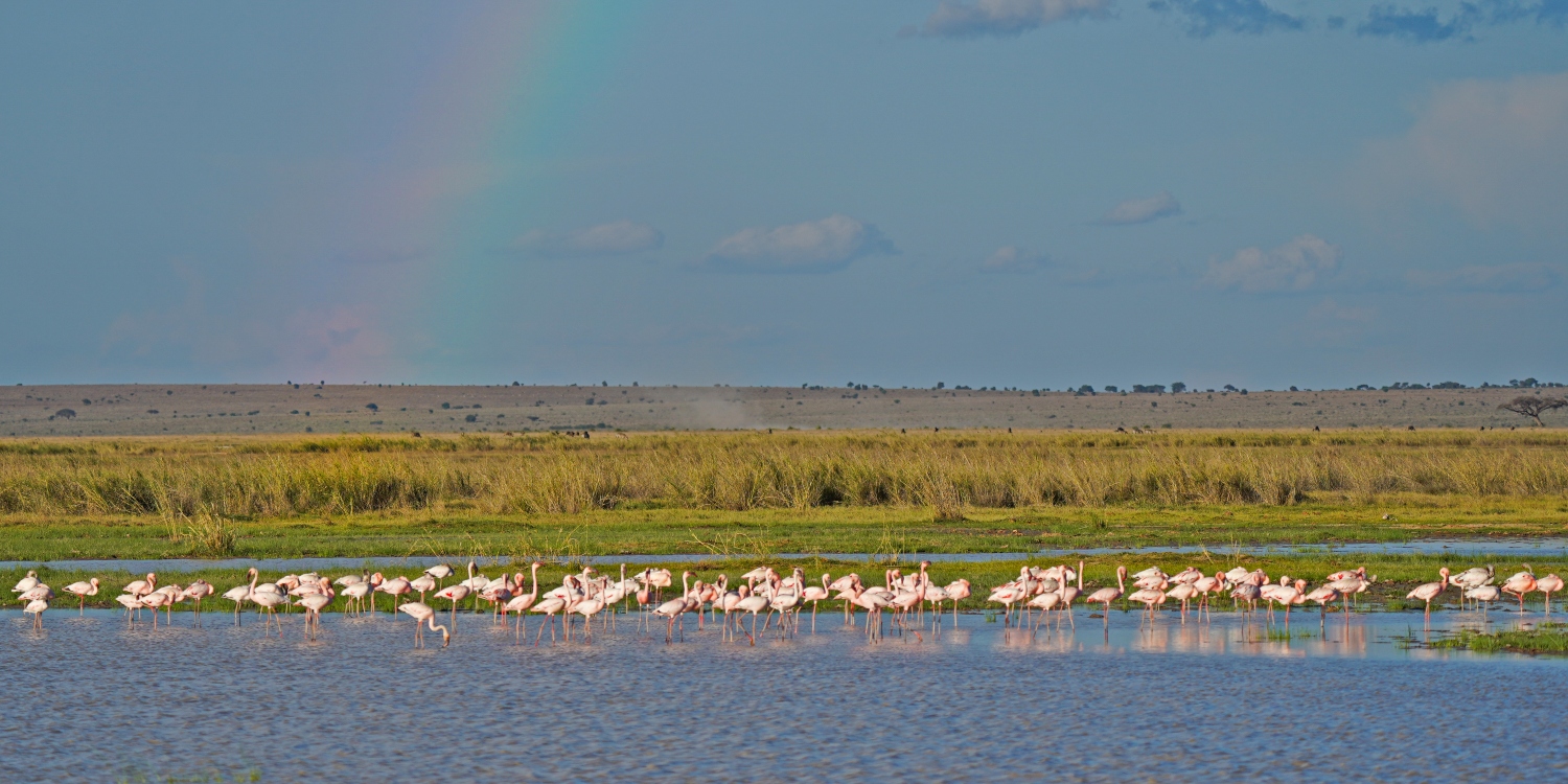 3 days fly-in Amboseli safari