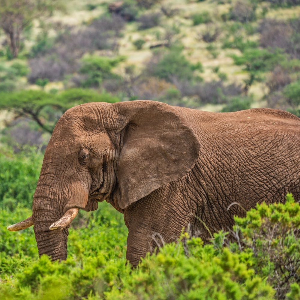 kenia safari amboseli national park