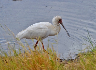 African Spoonbill in Samburu