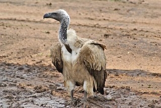 African White Backed Vultures in Samburu