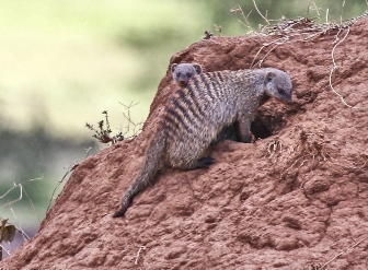 Banded Mongoose in Samburu