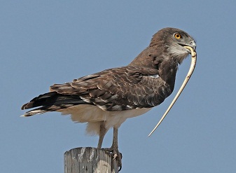 Black Chested Snake Eagles in Samburu