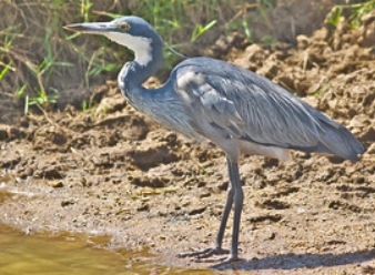 Black Headed Heron in Samburu
