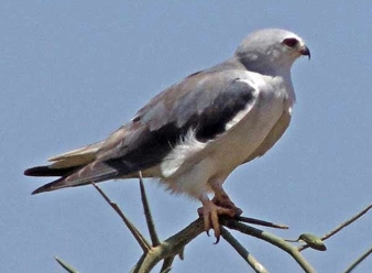 Black Winged Kite in Samburu