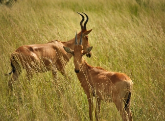  Coke's Hartebeest in Samburu