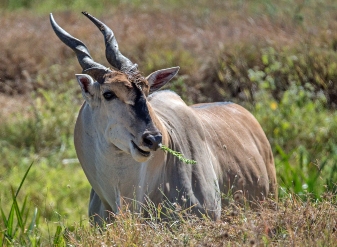  Common Elands in Samburu