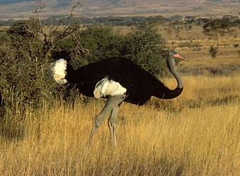 Ostrich in Samburu