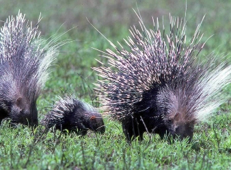 Crested Porcupine in Samburu