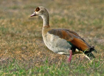 Egyptian Gooses in Samburu