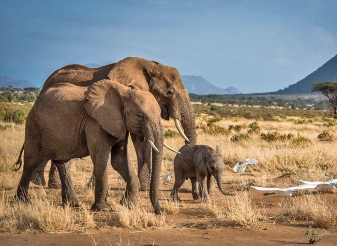 Elephants in Samburu