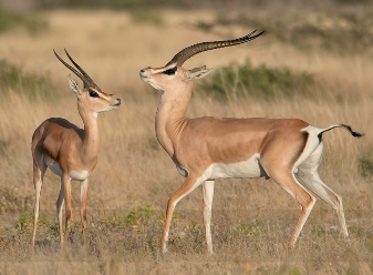 Grant's Gazelles in Samburu