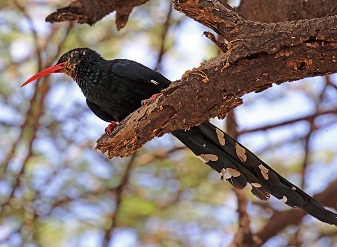 Green Wood Hoopoes in Samburu
