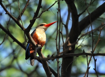 Grey Headed Kingfishers in Samburu