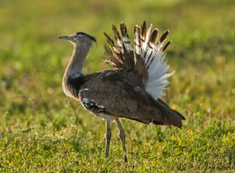 Kori Bustards in Samburu