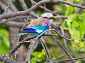 Lilac Breasted Rollers in Samburu