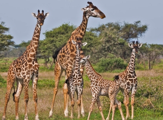 Giraffes in Samburu