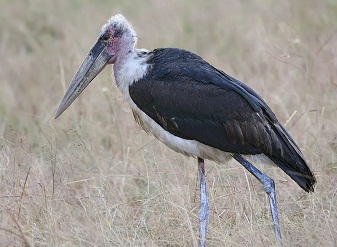 Marabou Storks in Samburu