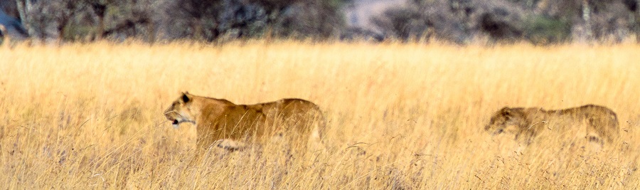 kenia safari amboseli national park