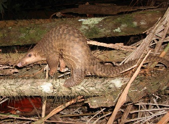 Pangolins in Samburu