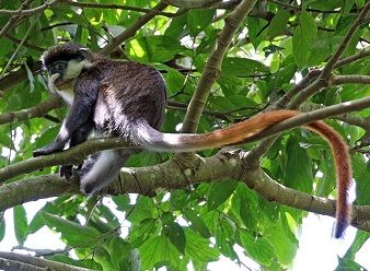  Red Tailed Monkeys in Samburu