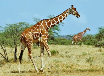 Giraffes in Samburu