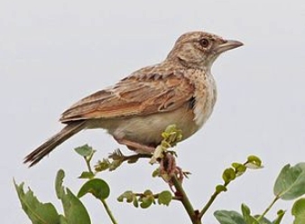 Rufous Naped Larks in Samburu
