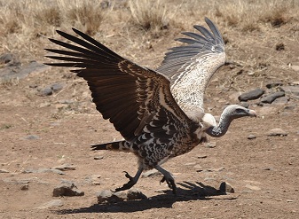 Ruppell's Vultures in Samburu