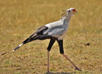 Secretary Birds in Samburu