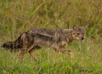 Side Striped Jackal in Samburu