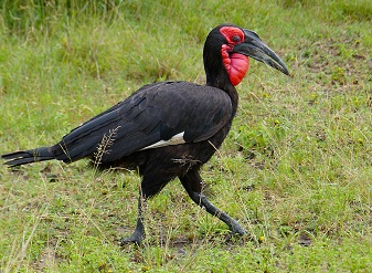 Southern Ground Hornbills in Samburu