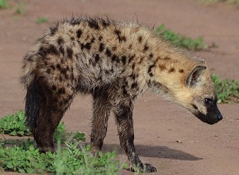 Spotted Hyenas in Samburu