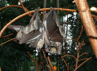 Straw Coloured Fruit Bats in Samburu