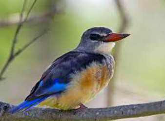 Striped Kingfishers in Samburu