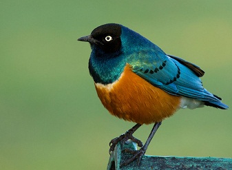 Superb Starlings in Samburu