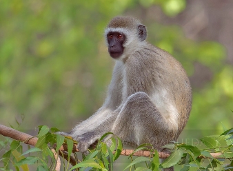 Vervet Monkeys in Samburu