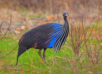 Vulturine Guineafowls in Samburu